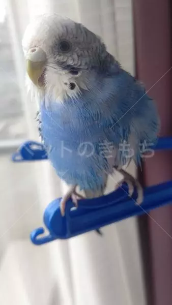 迷子鳥の画像