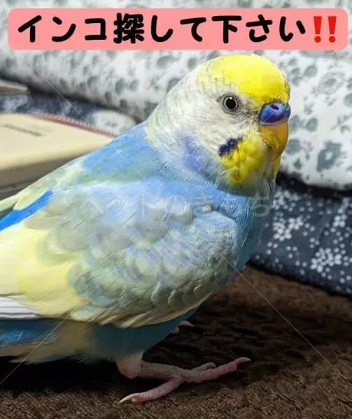 迷子鳥の画像