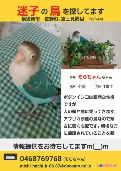 迷子鳥の画像