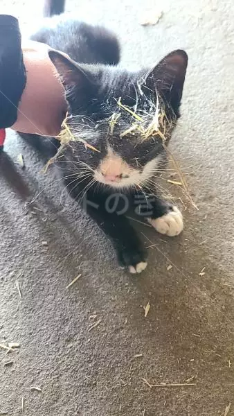 迷子猫の画像