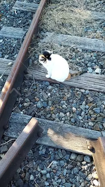 コメントの画像