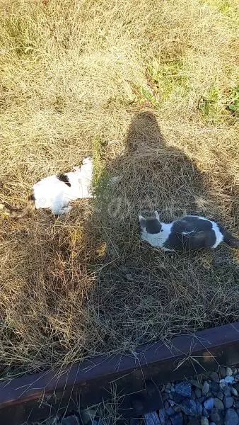 コメントの画像