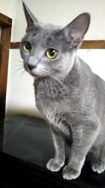 迷子猫の画像