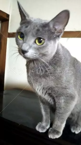 迷子猫の画像