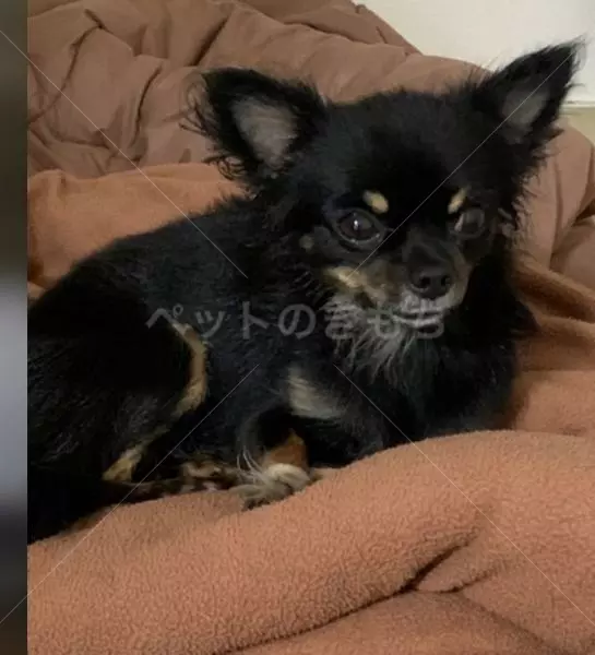 迷子犬の画像