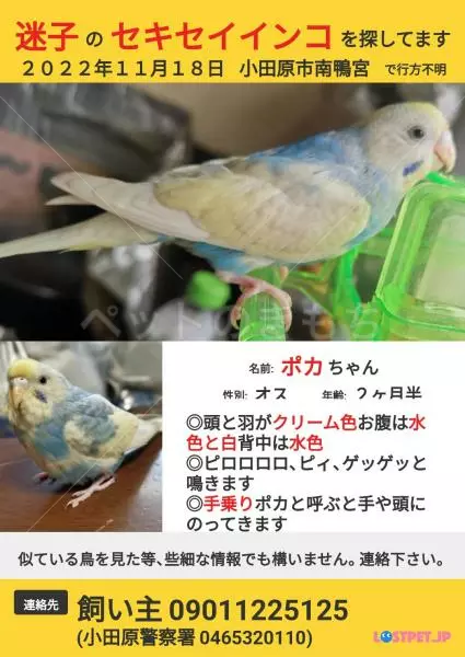 迷子鳥の画像