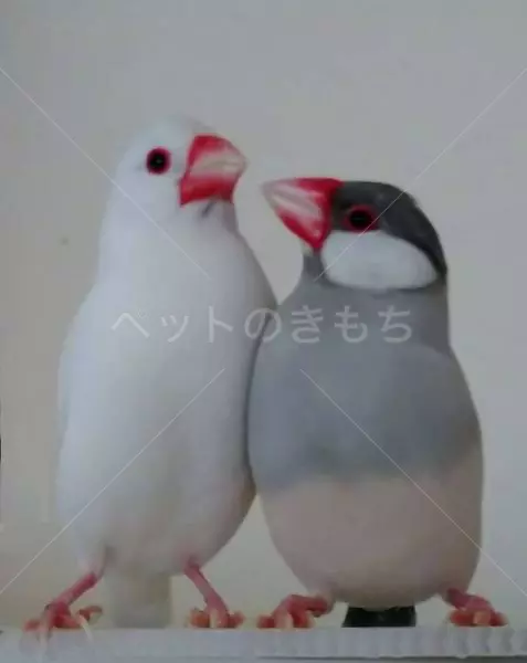 迷子鳥の画像