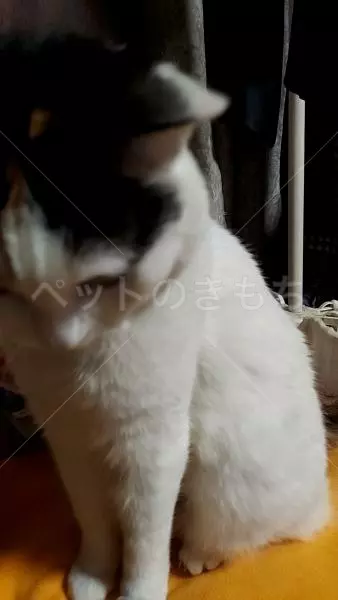 コメントの画像