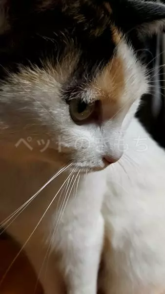 コメントの画像