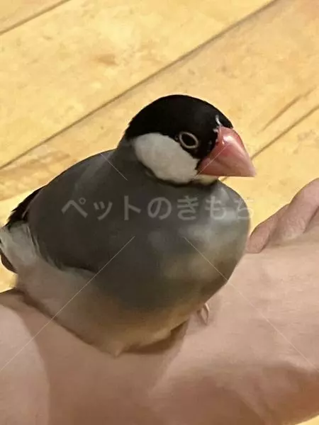 迷子鳥の画像