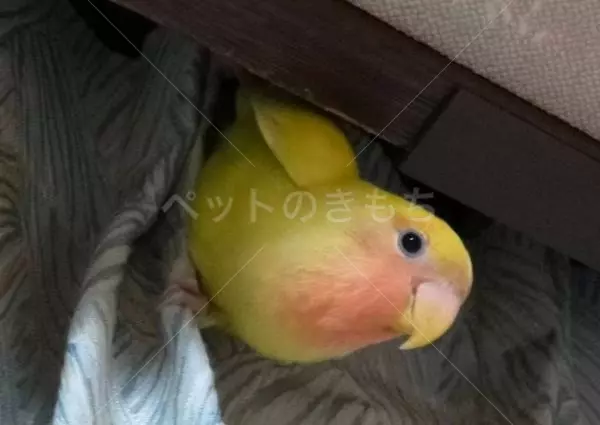 迷子鳥の画像