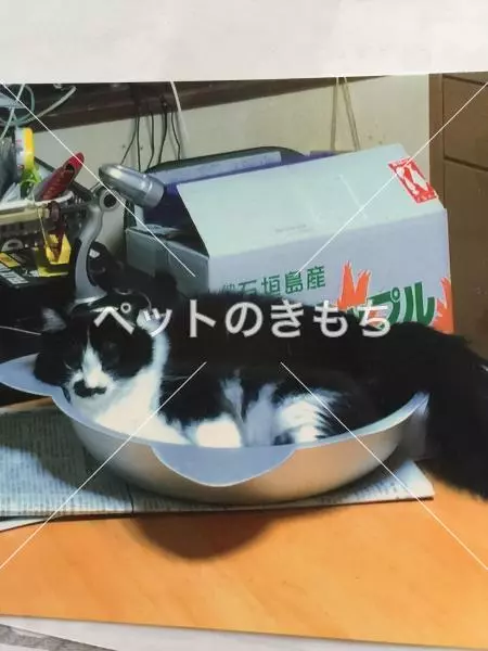 迷子猫の画像