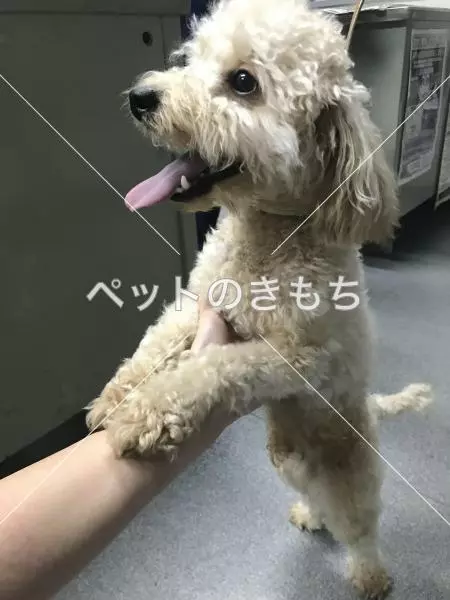 保護犬の画像