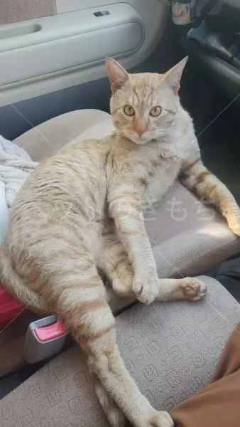 迷子猫の画像