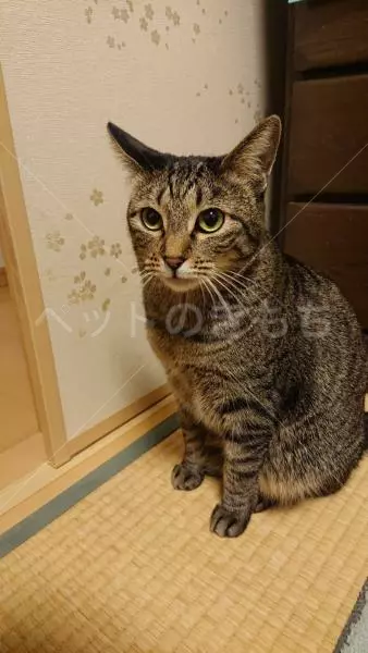 迷子猫の画像