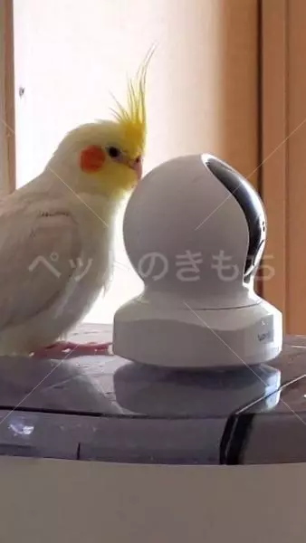 迷子鳥の画像