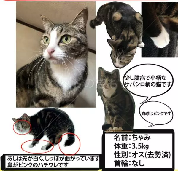 迷子猫の画像