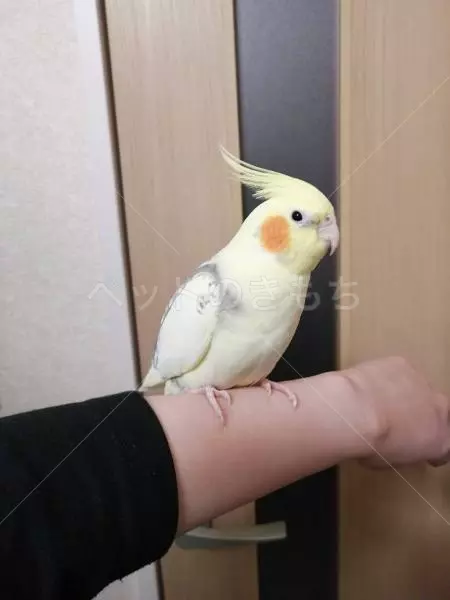迷子鳥の画像