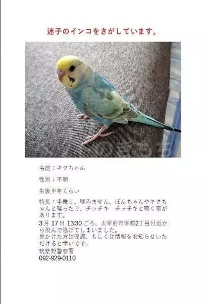 迷子鳥の画像