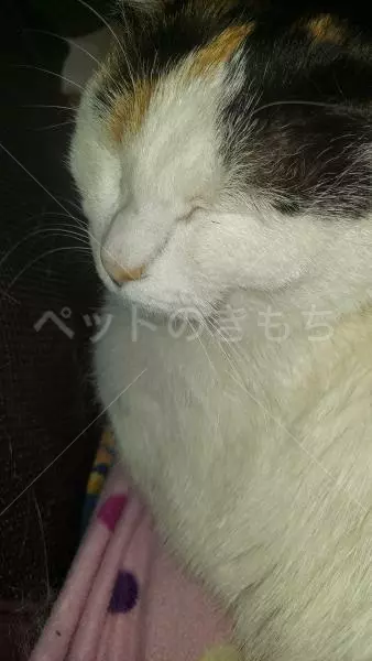 コメントの画像