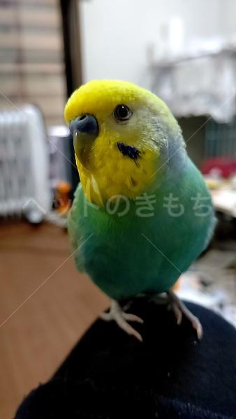 迷子鳥の画像