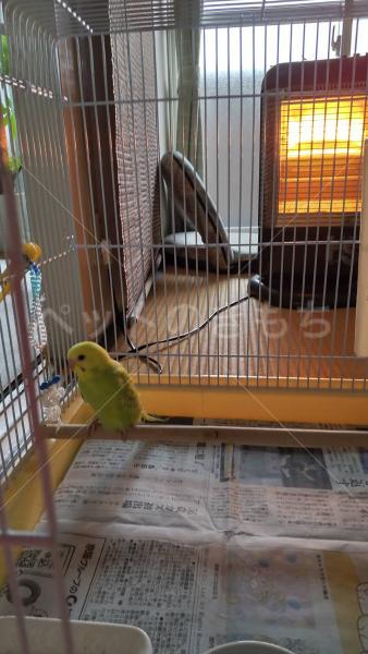 迷子鳥の画像