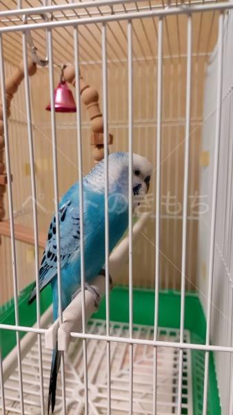 保護鳥の画像