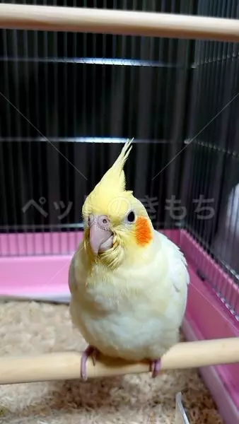 迷子鳥の画像