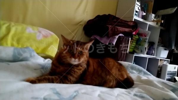 迷子猫の画像