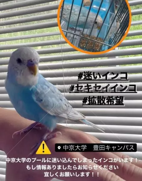 コメントの画像