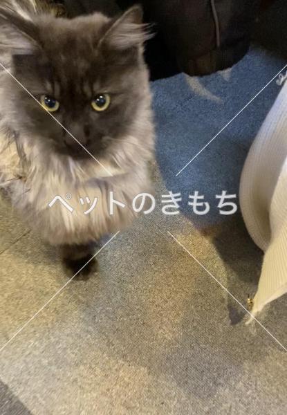 保護猫の画像