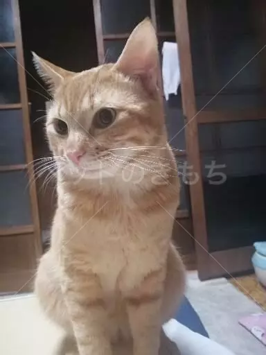 迷子猫の画像