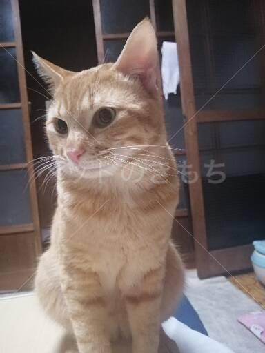 迷子猫の画像