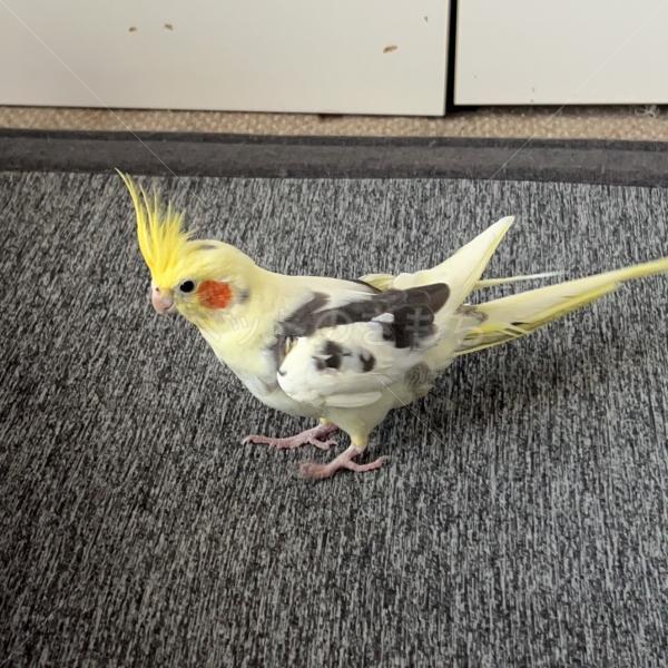 迷子鳥の画像