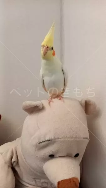 迷子鳥の画像