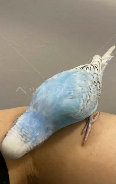 コメントの画像