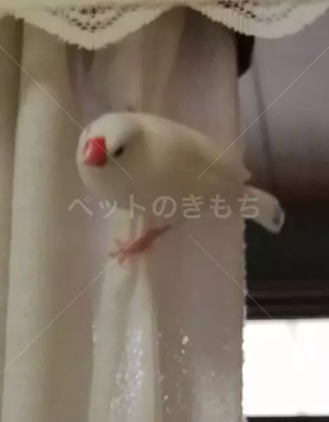 迷子鳥の画像
