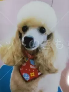 迷子犬の画像