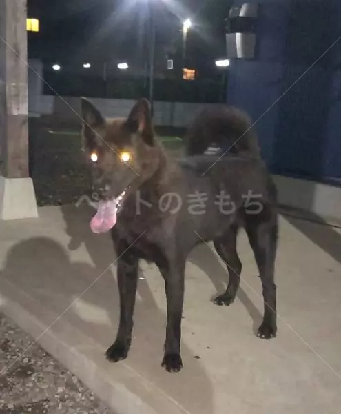 迷子犬の画像
