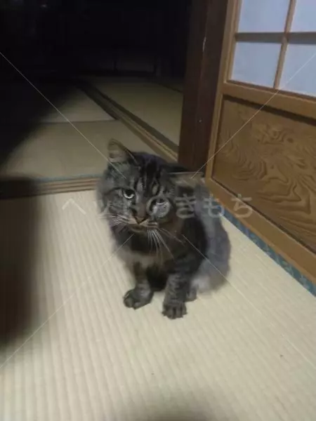 迷子猫の画像