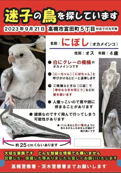 迷子鳥の画像