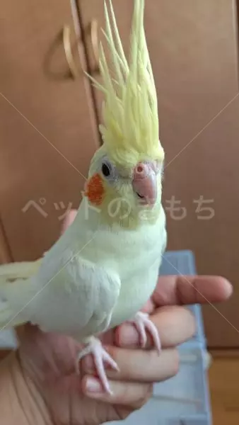 迷子鳥の画像