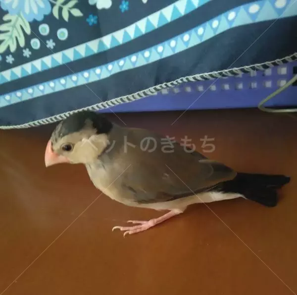 迷子鳥の画像