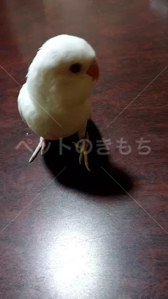 迷子鳥の画像
