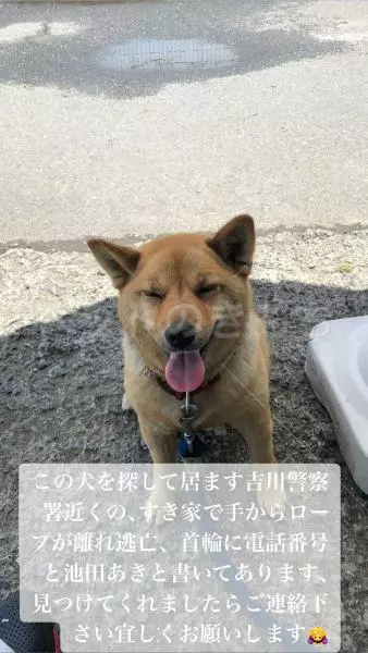迷子犬の画像