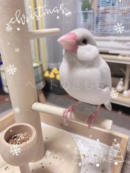 迷子鳥の画像