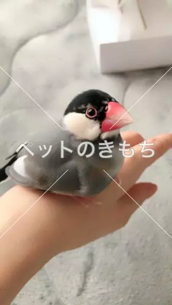 迷子鳥の画像