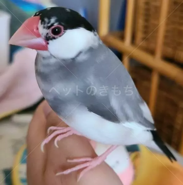 コメントの画像