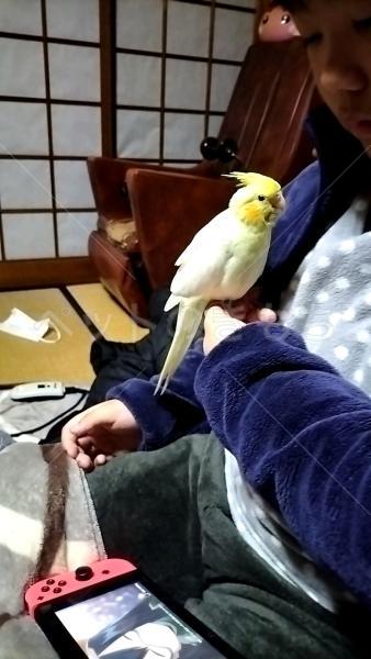 迷子鳥の画像