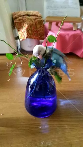 コメントの画像